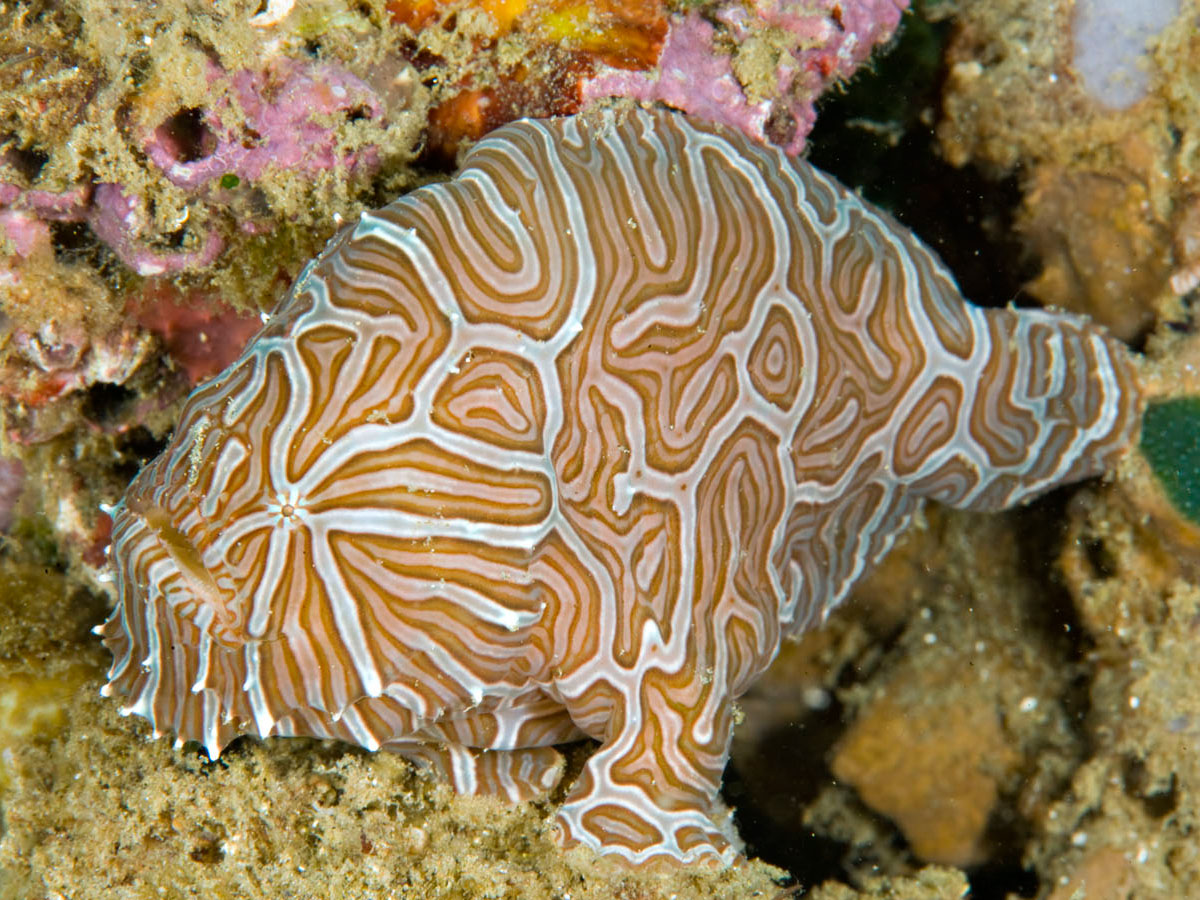 Photos of specially rare Frogfish-Species - Fotos von speziell seltenen Anglerfisch-Arten (Antennatus, Fowlerichthys, Histrio, Echinophryne, Histiophryne, Kuiterichthys,Lophiocharon, Nudiantennarius, Phyllophryne, Rhycherus, Tathicarpus