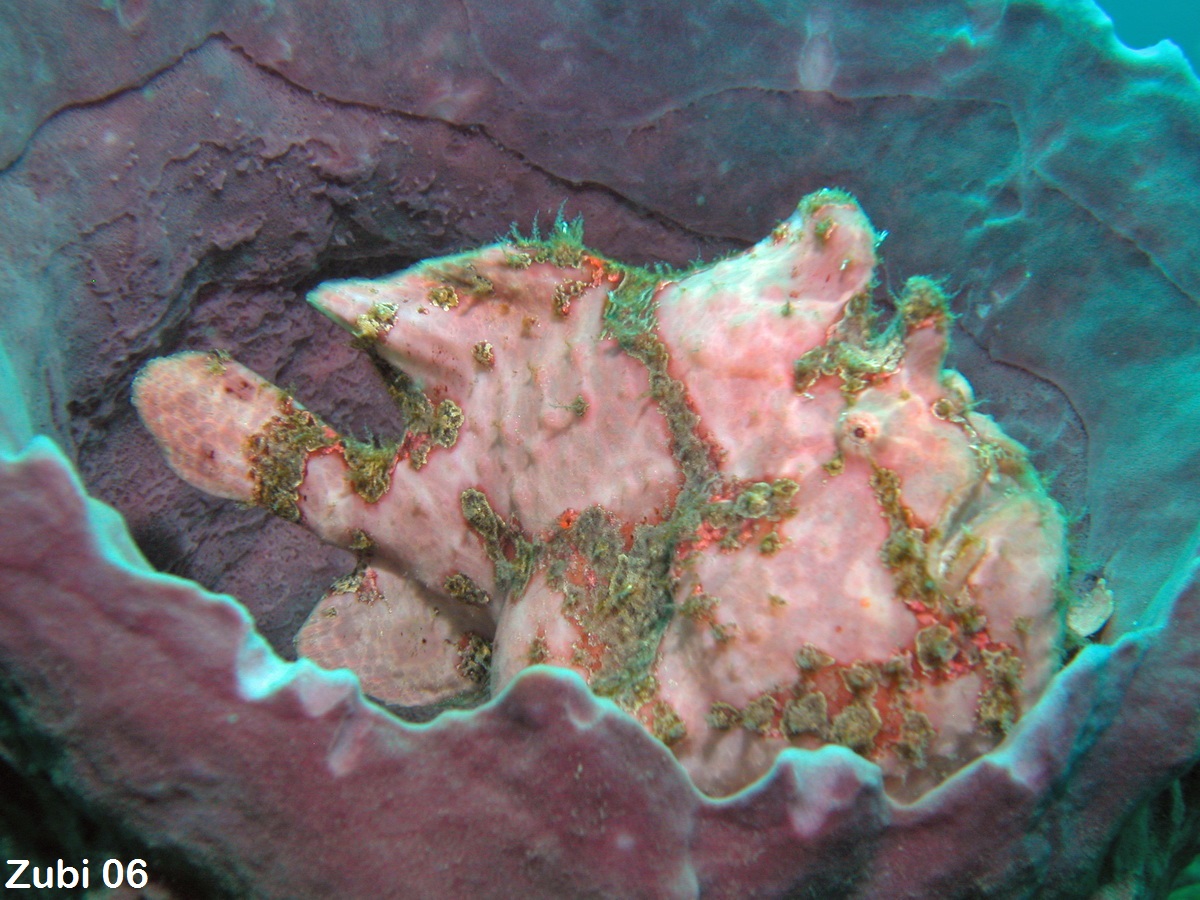 Zubi's frogfish photos (45 perhaps 51 species)- Anglerfisch-Fotos (45 - evt. 51 Arten) - Antennarius