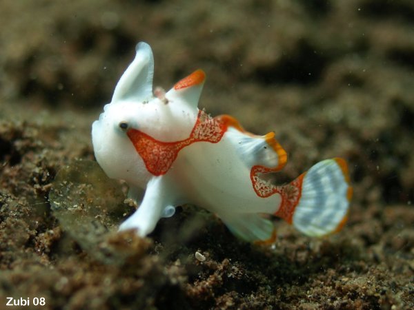 Photo of a frogfish (Clown frogfish) - <em>Antennarius maculatus</em> - Foto eines Anglerfisches (Warzen-Anglerfisch)