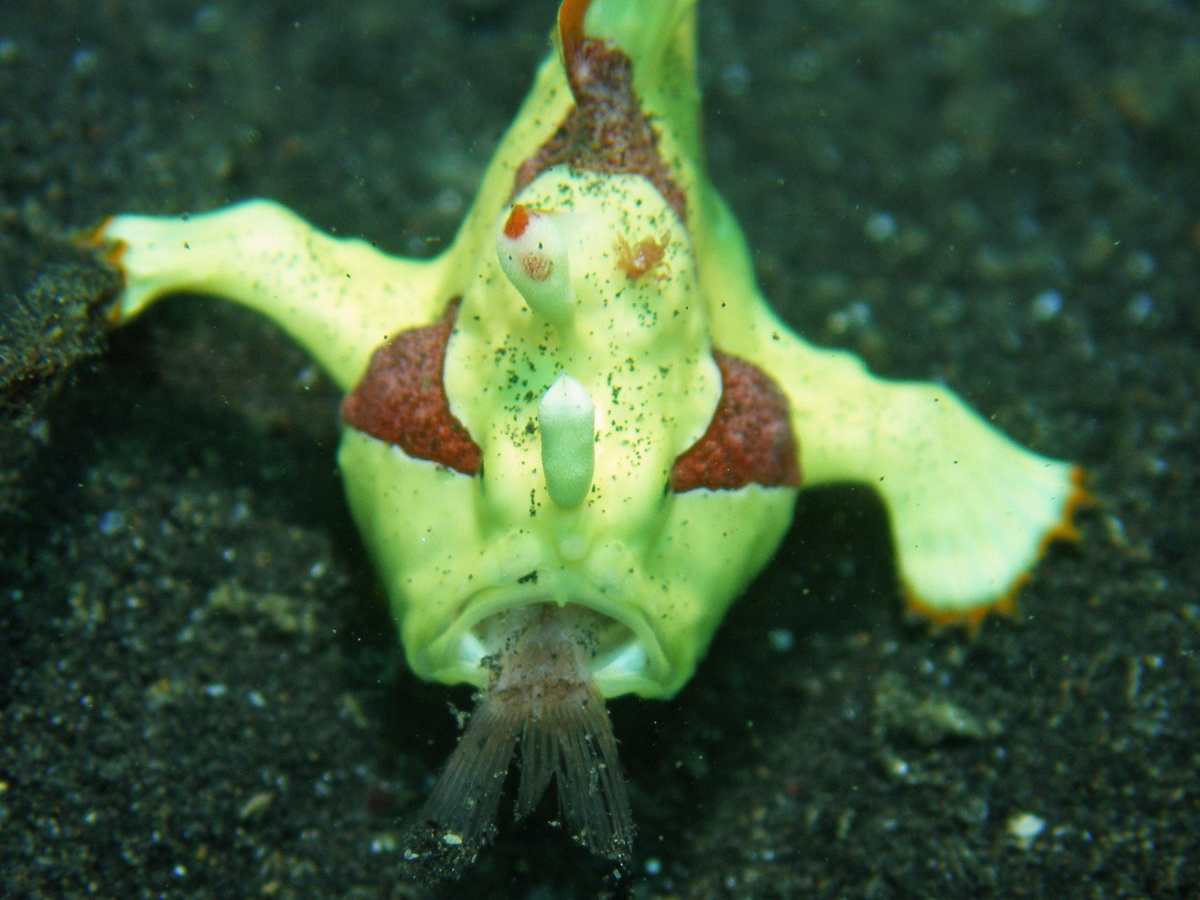 Photos special behavior of frogfishes -  Fotos spezielles Verhalten von Anglerfischen