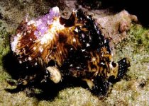 Antennatus strigatus - Bandtail frogfish - Gebänderter Schwanz Anglerfisch