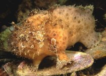 Echinophryne reynoldsi - Reynolds' Frogfish - Reynold's Anglerfisch