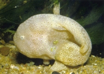 Histiophryne cryptacanthus - Cryptic Frogfish - 