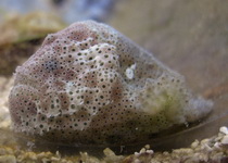 Histiophryne pogonius (Bearded frogfish - Bärtiger Anglerfisch)