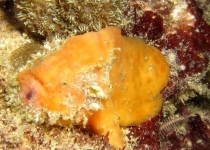 Histiophryne sp.2 (Bearded Taiwan Frogfish - Brtiger Taiwan Anglerfisch)