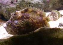 Lophiocharon trisignatus - Three-Spot Frogfish (Spotted-Tail Frogfish) - Dreifleck- Anglerfisch (Schwanzfleck Anglerfisch)