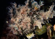 Rhycherus gloveri (Glover's Frogfish - Glover's Anglerfisch)