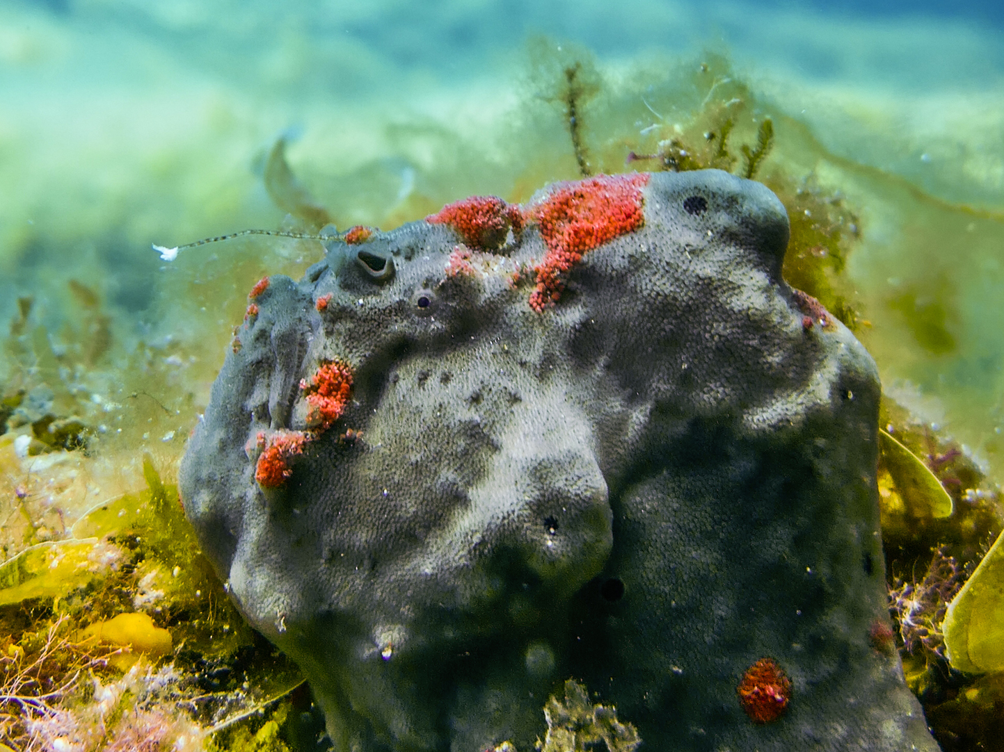 Allenichthys glauerti (Glauert's Frogfish - Glauert Anglerfisch)