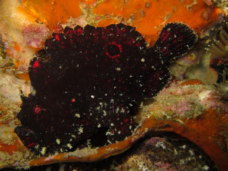 Antennarius biocellatus (Brackish-Water frogfish (Twinspot Frogfish) - Brackwasser Anglerfisch)