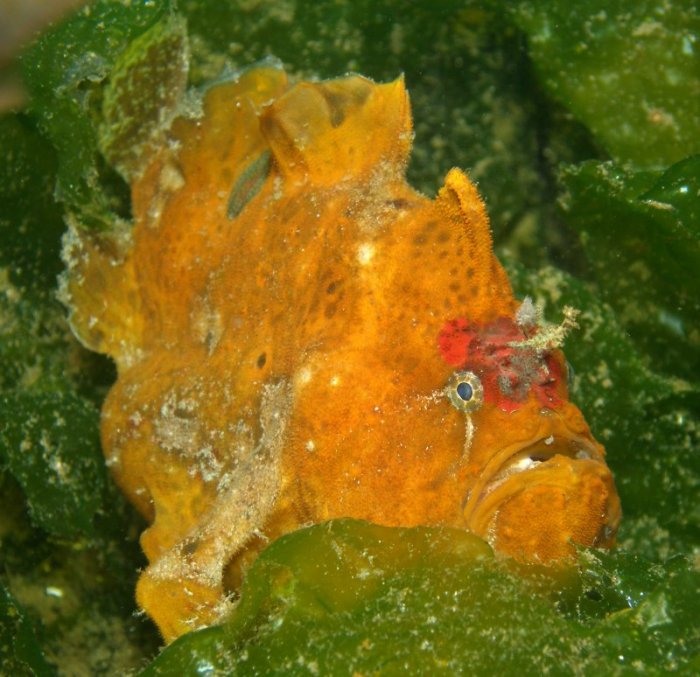 Antennarius biocellatus (Brackish-Water Frogfish (Twinspot Frogfish) - Brackwasser Anglerfisch)