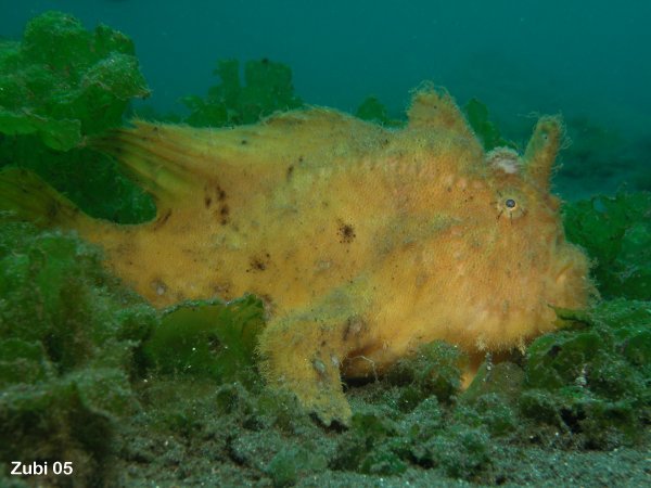 Antennarius hispidus Hispid frogfish - Hispid Anglerfisch