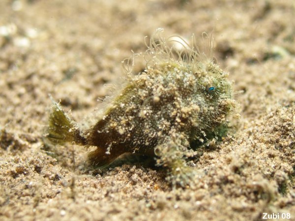 Hispid frogfish - Antennarius hispidus - Hispid Anglerfisch