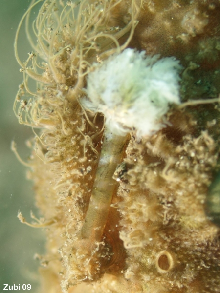 Antennarius hispidus Hispid frogfish - Hispid Anglerfisch