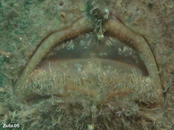 Antennarius hispidus (Hispid frogfish, Shaggy Frogfish - Hispid Anglerfisch)