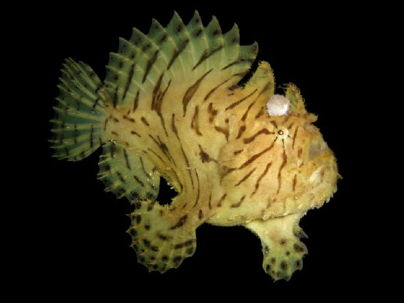 Antennarius hispidus Hispid frogfish - Hispid Anglerfisch