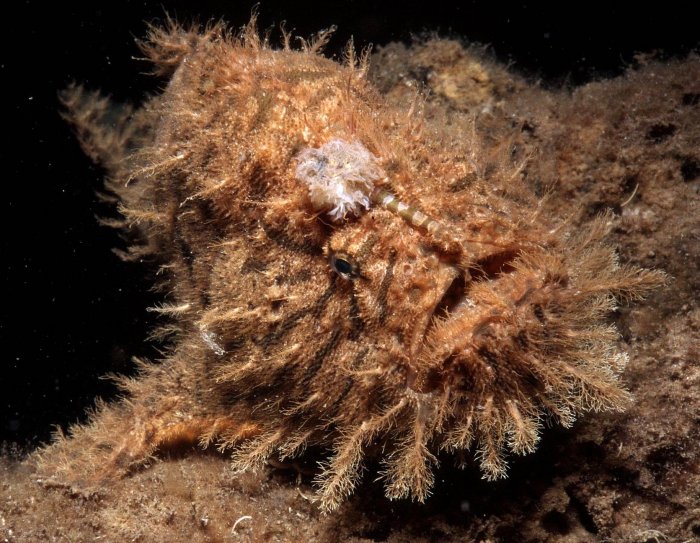 Antennarius hispidus (Hispid frogfish, Shaggy Frogfish - Hispid Anglerfisch)