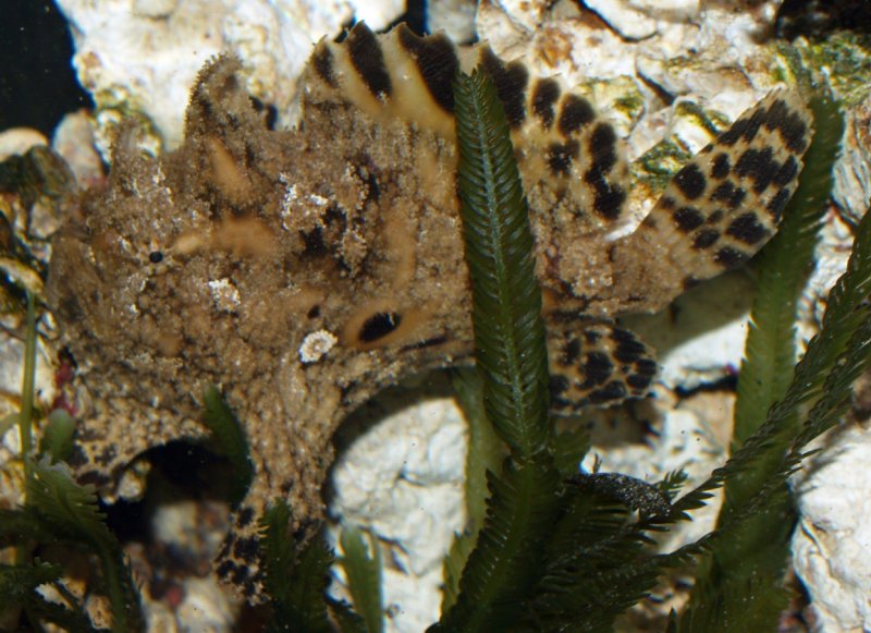 Antennarius indicus (Indian frogfish - Indischer Anglerfisch) 