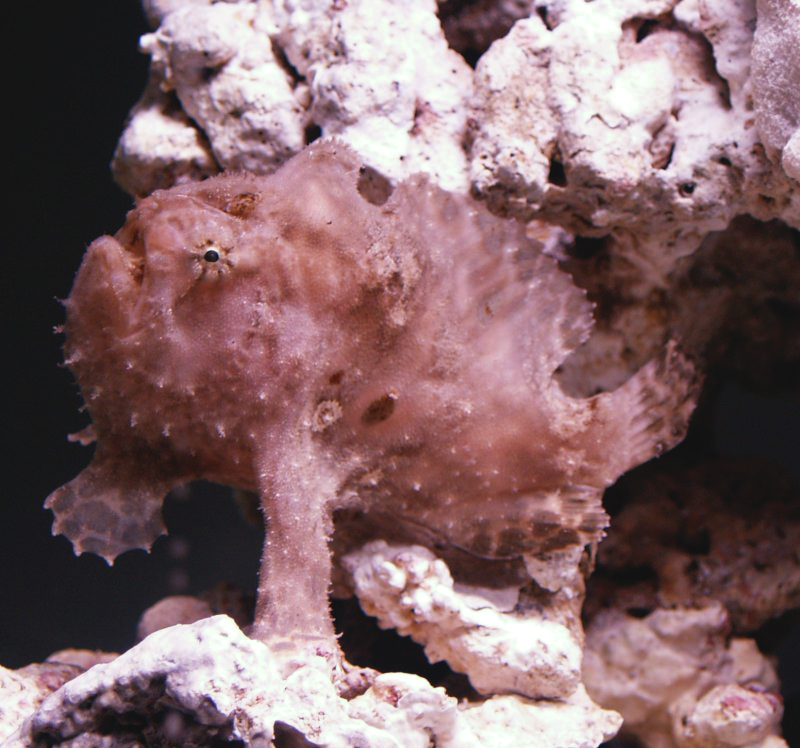 Antennarius indicus (Indian frogfish - Indischer Anglerfisch) 