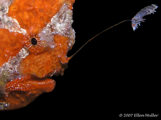 Antennarius multiocellatus (Longlure frogfish, Flagpole Frogfish - Augenfleck Anglerfisch) 