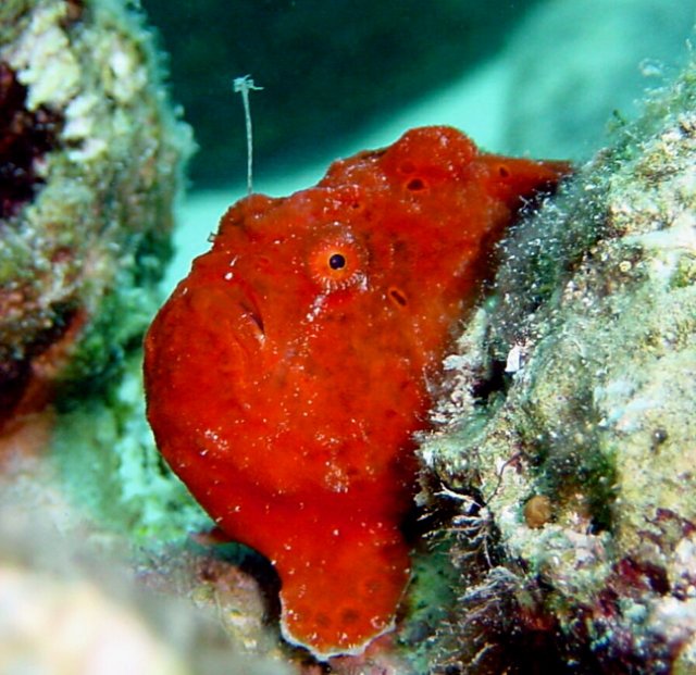 Antennarius multiocellatus (Longlure frogfish - Augenfleck Anglerfisch - Martín pescador, pescador caña larga)