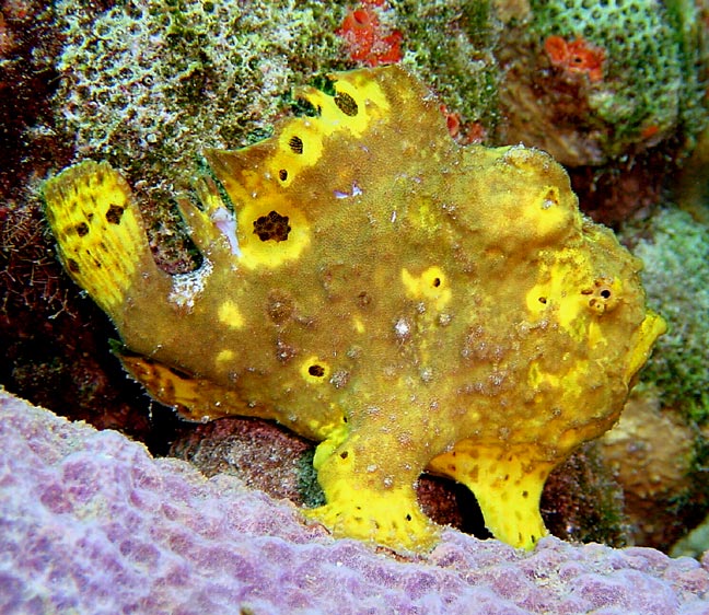 Antennarius multiocellatus (Longlure frogfish, Flagpole Frogfish - Augenfleck Anglerfisch) 