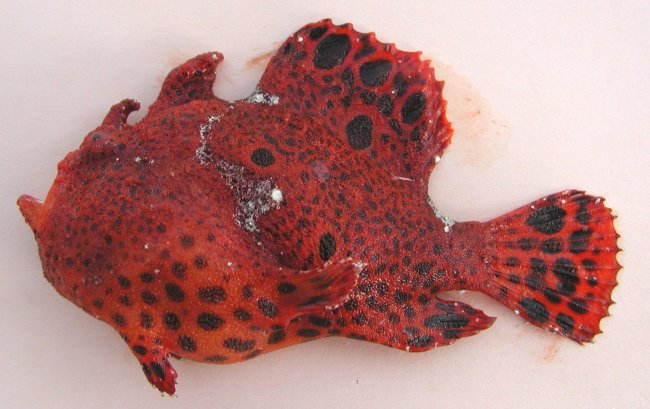 Antennarius pardalis  (Leopard frogfish - Leoparden Anglerfisch) 