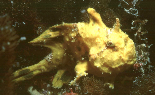 Antennarius pardalis  (Leopard frogfish - Leoparden Anglerfisch)  Copyright Martin von Zuelow: Pardalis frogfish, Pardalis Anglerfisch (A. pardalis)