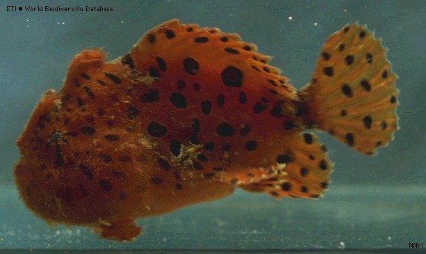 Antennarius pardalis  (Leopard frogfish - Leoparden Anglerfisch)  Copyright Martin von Zuelow: Pardalis frogfish, Pardalis Anglerfisch (A. pardalis)