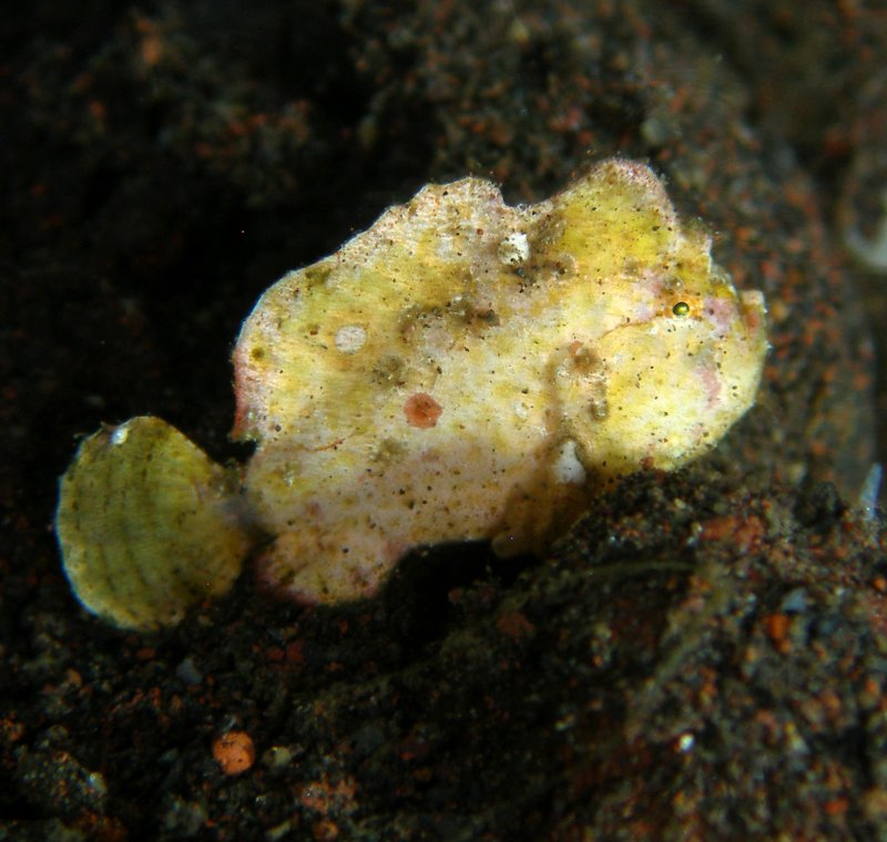 Antennarius randalli Randall's frogfish - Randall's Anglerfisch