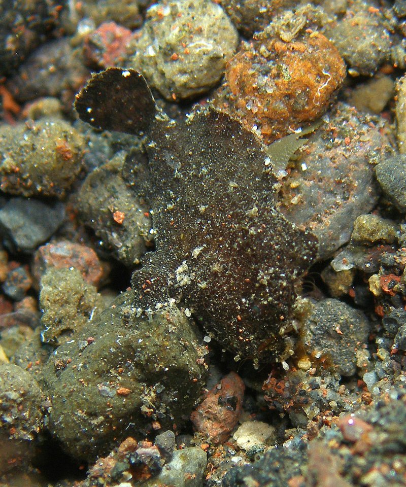 Antennarius randalli Randall's frogfish - Randall's Anglerfisch