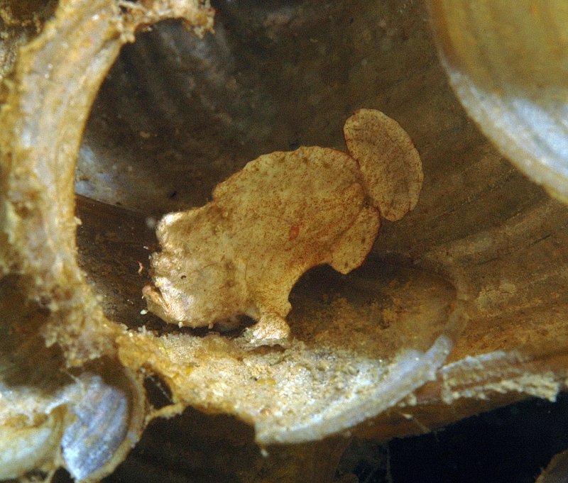 Antennarius randalli Randall's frogfish - Randall's Anglerfisch