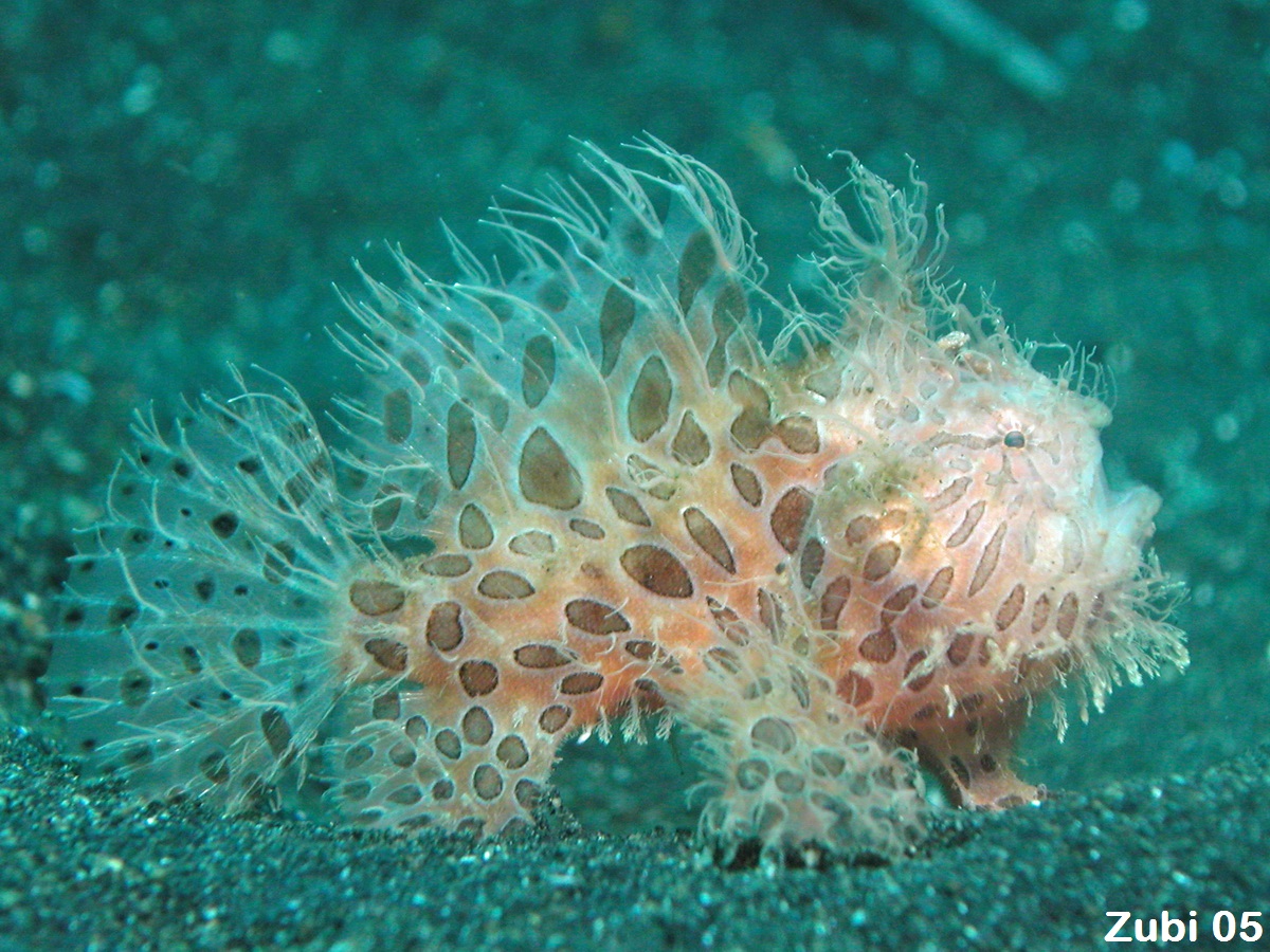 Antennarius striatus - Foto eines Anglerfisches (Streifen-Anglerfisch). Namen in verschiedenen Sprachen: froggie, froggy,angler, anglerfish, Fishing frog, Toadfish, Fishing frog (English), Anglerfisch, 
  Angler, Krötenfisch (Deutsch), Baudroie, Grenouille (French), Ranisapo, Pez antenado, Pescador (Spanish), Peixe-pescador, Peixe-sapo (Portuguese), malabarski Poland), izariuo (Japanese), tudsefisk (daenish), hengelaar (Afrikaans)