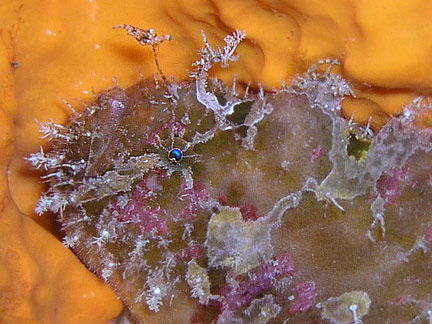 Antennatus bermudensis -  Antennarius bermudensis Island frogfish - Bermuda Anglerfisch - Antenario 