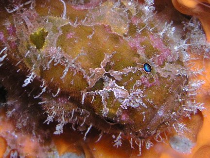 Antennatus bermudensis -  Antennarius bermudensis Island frogfish - Bermuda Anglerfisch - Antenario 