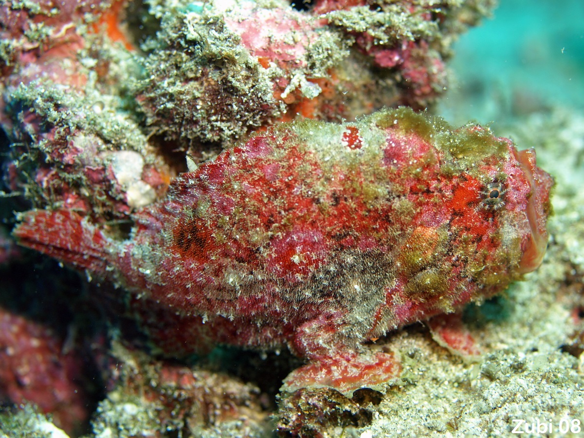 Antennatus coccineus - Antennarius coccineus (Freckled frogfish ,Scarlet frogfish - Sommersprossen Anglerfisch) 