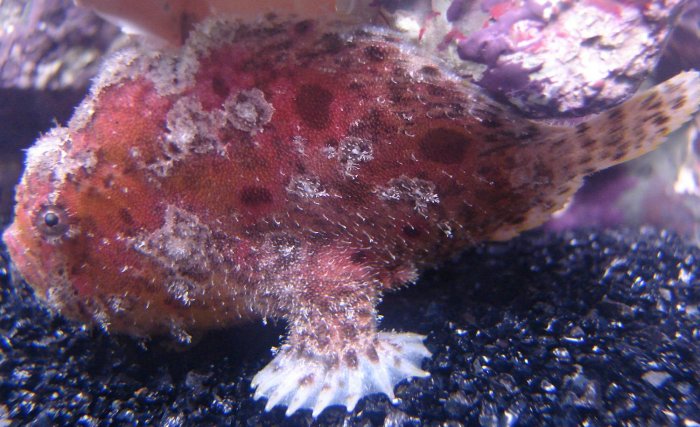 Antennatus coccineus - Antennarius coccineus (Freckled frogfish ,Scarlet frogfish - Sommersprossen Anglerfisch)