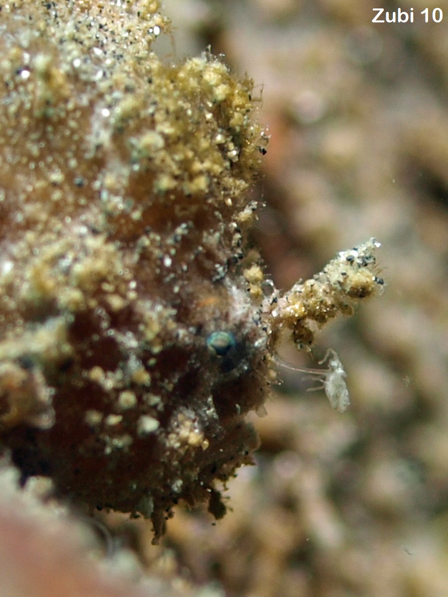 Antennatus nummifer - Antennarius 
        nummifer (Spotfin frogfish, coinbearing frogfish, whitefingered frogfish - Rückenfleck  Anglerfisch)