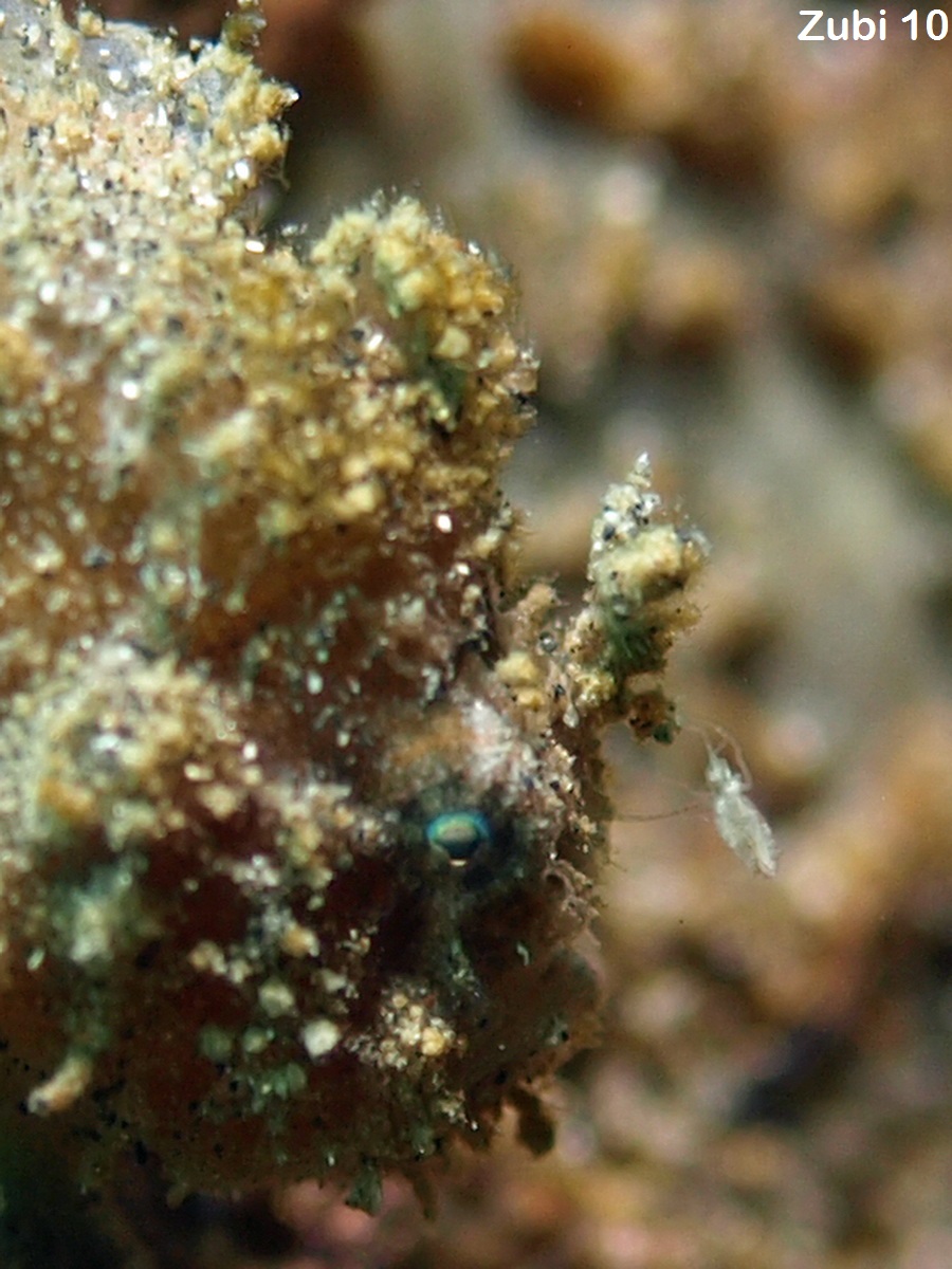 Antennatus nummifer - Antennarius 
        nummifer (Spotfin frogfish, coinbearing frogfish, whitefingered frogfish - Rückenfleck  Anglerfisch)