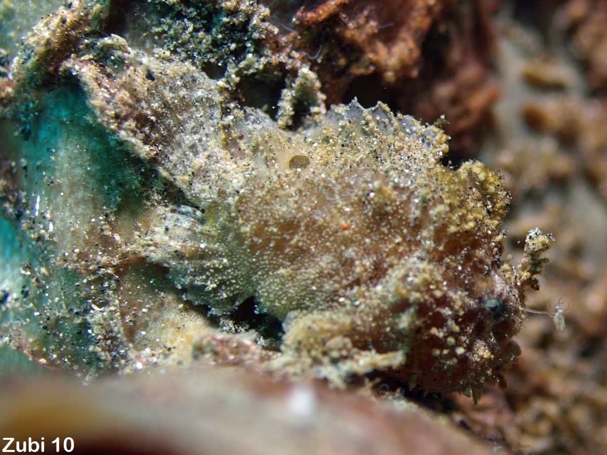 Antennatus nummifer - Antennarius 
        nummifer (Spotfin frogfish, coinbearing frogfish, whitefingered frogfish - Rückenfleck  Anglerfisch)