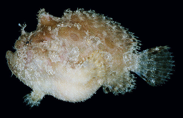 Antennatus duescus - Antennarius duescus (Side-Jet frogfish - "Seiten-Öffnung" Anglerfisch)