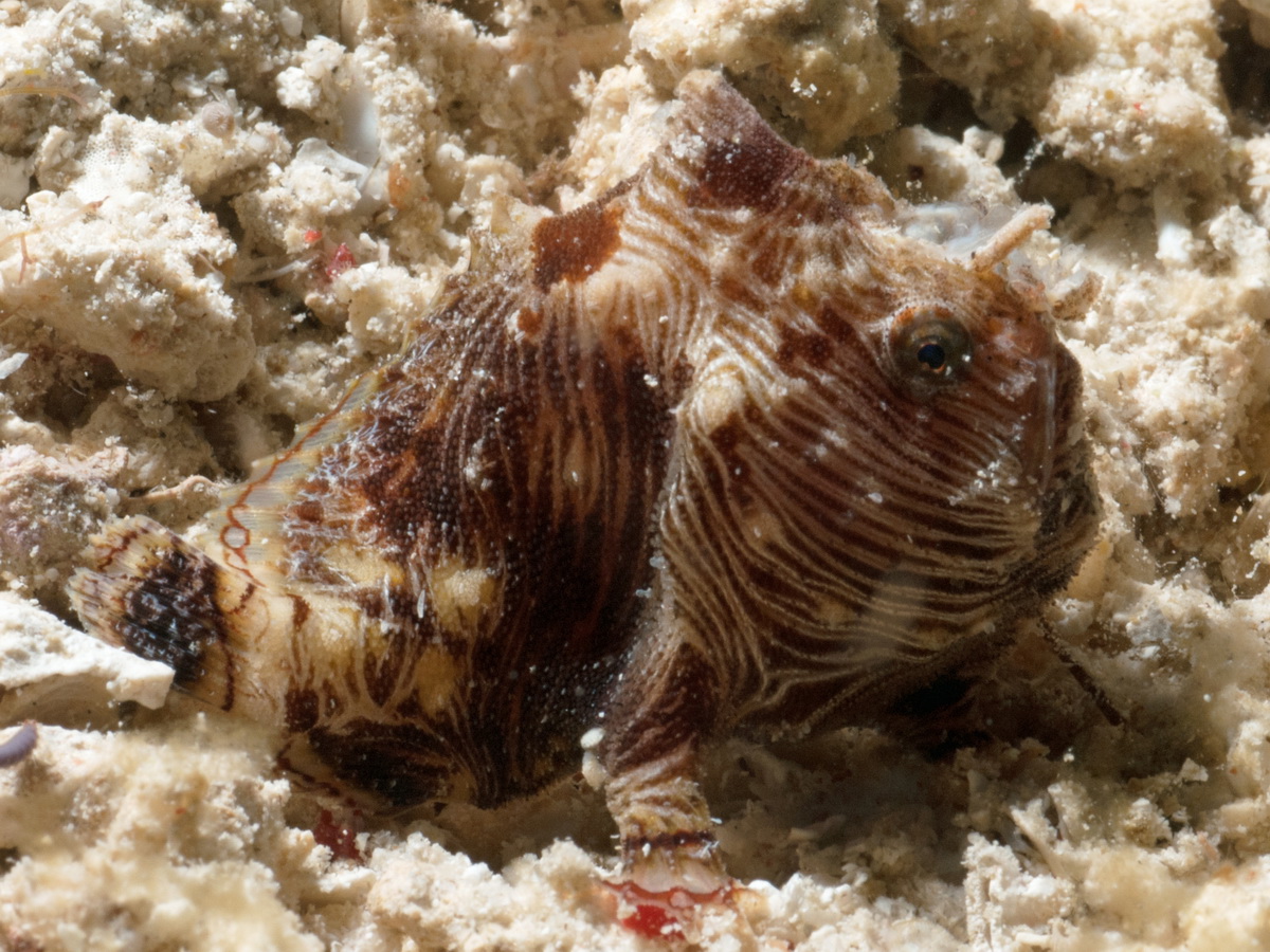 Antennatus linearis (Pygmy frogfish - Pygmäen Anglerfisch) 