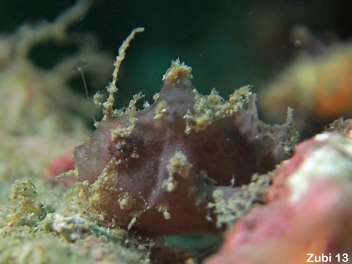 Antennatus 
                      rosaceus - Antennarius 
                      rosaceus (Rosy frogfish, Spiny-tufted Frogfish - Rosa Anglerfisch)