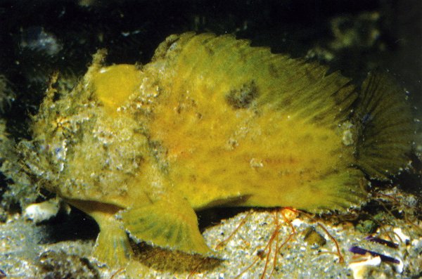 Echinophryne mitchelli (Mitchell's Frogfish, Long-spined anglerfish - Mitchell's Anglerfisch) 