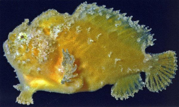 Echinophryne reynoldsi (Reynolds' Frogfish - Reynold's Anglerfisch)