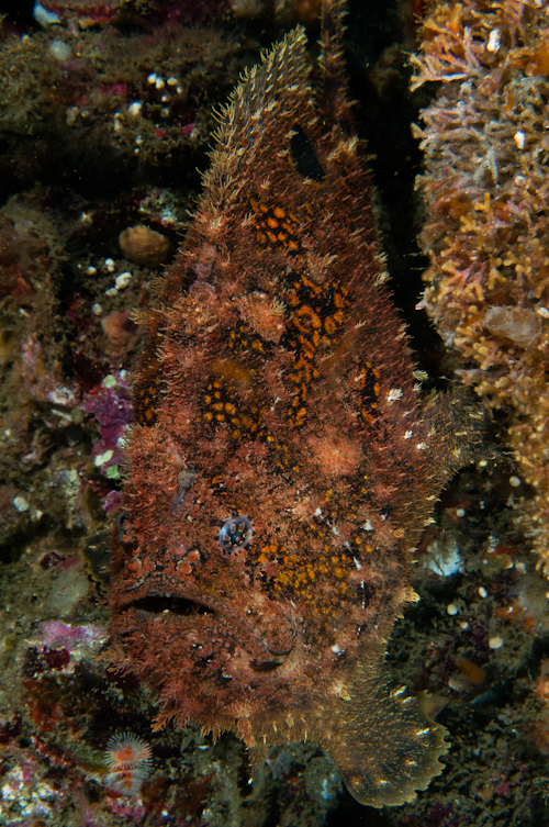 Fowlerichthys avalonis - Antennarius avalonis (Roughbar frogfish - Avalonis Anglerfisch)  Copyright Mike Miller: roughjaw frogfish - Avalonis Anglerfisch (<em>Antennarius avalonis</em>)