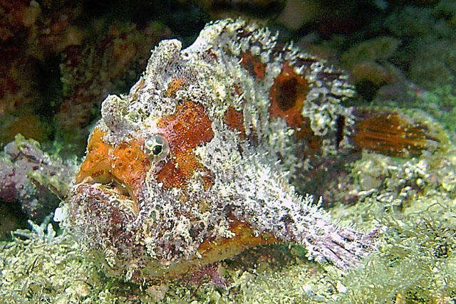 Fowlerichthys avalonis - Antennarius avalonis (Roughbar frogfish - Avalonis Anglerfisch) Copyright Mike Miller: roughjaw frogfish - Avalonis Anglerfisch (<em>Antennarius avalonis</em>)