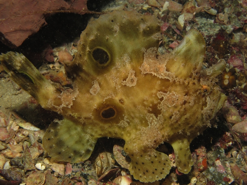 Fowlerichthys ocellatus - Antennarius ocellatus (Ocellated frogfish - Ocellus Anglerfisch) 