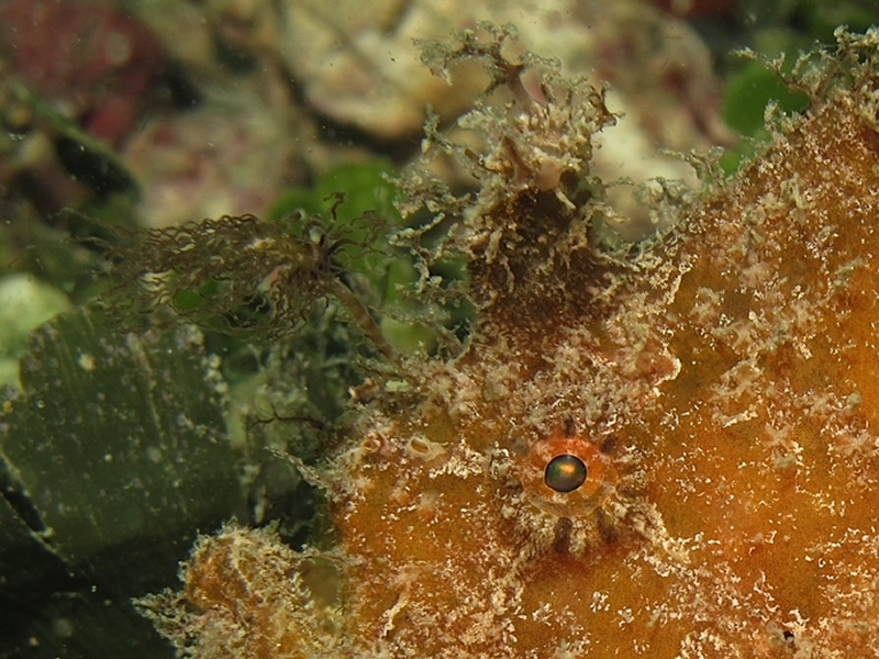 Fowlerichthys ocellatus - Antennarius ocellatus (Ocellated frogfish - Ocellus Anglerfisch) 