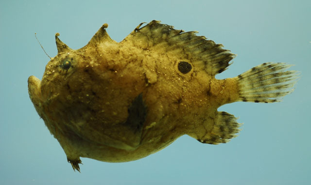 Fowlerichthys radiosus - Antennarius radiosus (Big-Eyed frogfish - Grossaugen Anglerfisch)