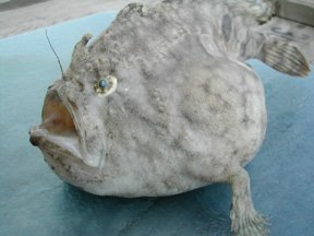 Fowlerichthys radiosus - Antennarius radiosus (Big-Eyed frogfish - Grossaugen Anglerfisch)